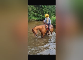 American Quarter Horse, Hengst, 10 Jaar, 150 cm, Vos