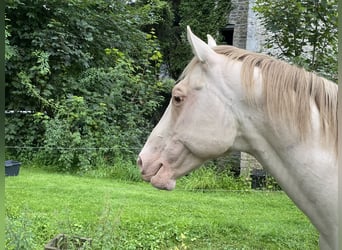 American Quarter Horse, Hengst, 10 Jaar, 157 cm, Champagne