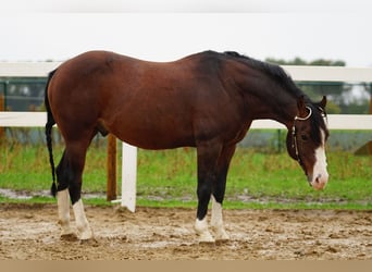 American Quarter Horse, Hengst, 10 Jaar, Brauner