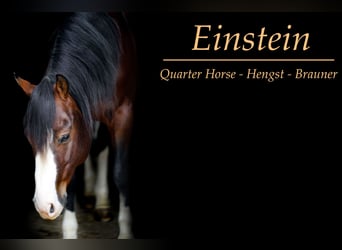 American Quarter Horse, Hengst, 10 Jaar, Brauner