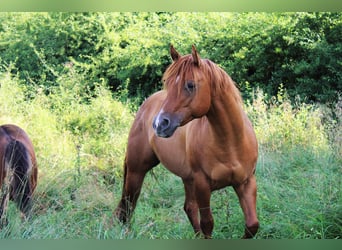 American Quarter Horse, Hengst, 10 Jahre, 144 cm, Red Dun