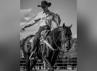 American Quarter Horse, Hengst, 10 Jahre, 147 cm, Rappe