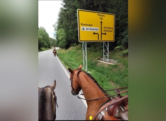 American Quarter Horse, Hengst, 10 Jahre, 150 cm, Fuchs