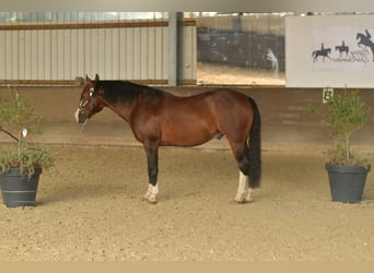 American Quarter Horse, Hengst, 11 Jaar, 153 cm, Bruin