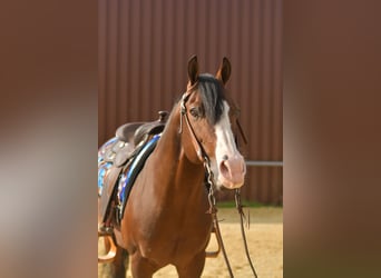 American Quarter Horse, Hengst, 11 Jaar, 153 cm, Donkerbruin