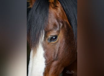 American Quarter Horse, Hengst, 11 Jaar, Brauner