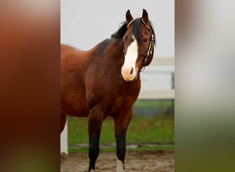 American Quarter Horse, Hengst, 11 Jaar, Brauner