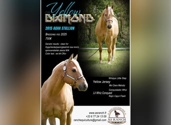American Quarter Horse, Hengst, 11 Jaar, Palomino