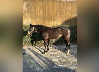 American Quarter Horse, Hengst, 11 Jahre, 150 cm, Brauner
