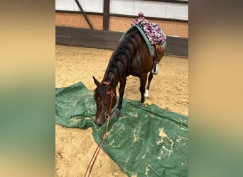 American Quarter Horse, Hengst, 11 Jahre, 150 cm, Brauner