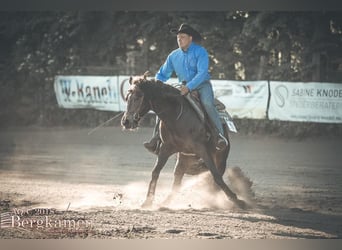 American Quarter Horse, Hengst, 11 Jahre, 150 cm, Brauner