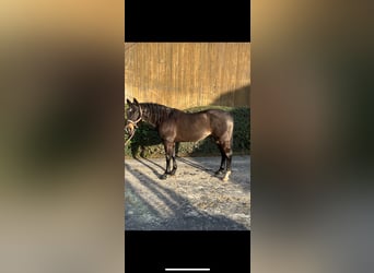 American Quarter Horse, Hengst, 11 Jahre, 150 cm, Brauner