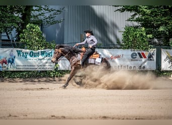 American Quarter Horse, Hengst, 11 Jahre, 150 cm, Brauner