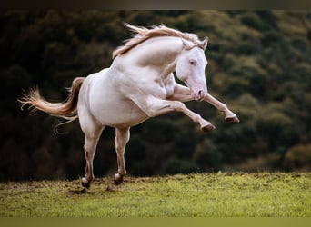 American Quarter Horse, Hengst, 11 Jahre, 150 cm, Champagne