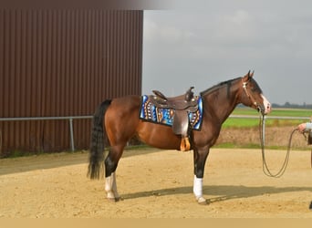 American Quarter Horse, Hengst, 11 Jahre, 153 cm, Dunkelbrauner