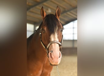American Quarter Horse, Hengst, 11 Jahre, 153 cm, Dunkelbrauner