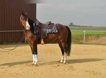 American Quarter Horse, Hengst, 11 Jahre, 153 cm, Dunkelbrauner