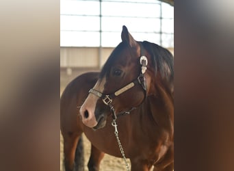 American Quarter Horse, Hengst, 11 Jahre, 153 cm, Dunkelbrauner