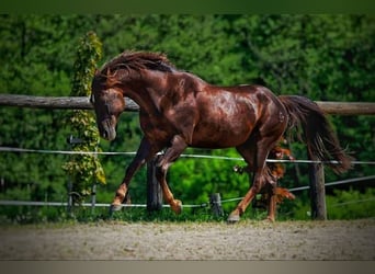 American Quarter Horse, Hengst, 11 Jahre, 155 cm, Fuchs