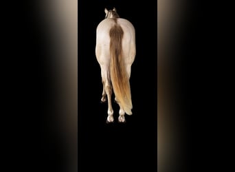 American Quarter Horse, Hengst, 11 Jahre, 155 cm, Perlino
