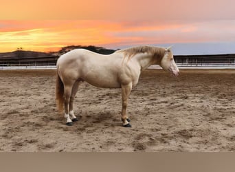 American Quarter Horse, Hengst, 11 Jahre, 155 cm, Perlino