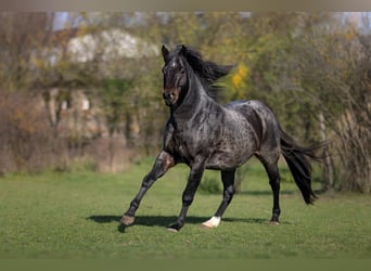 American Quarter Horse, Hengst, 11 Jahre, 158 cm, Roan-Bay