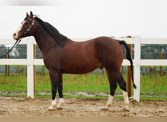 American Quarter Horse, Hengst, 11 Jahre, Brauner