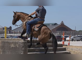 American Quarter Horse, Hengst, 11 Jahre, Falbe