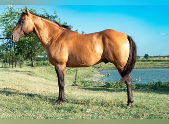 American Quarter Horse, Hengst, 11 Jahre, Falbe