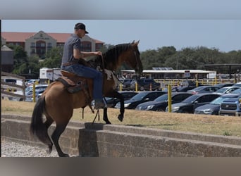 American Quarter Horse, Hengst, 11 Jahre, Falbe
