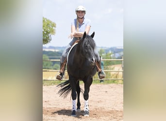 American Quarter Horse, Hengst, 12 Jaar, 154 cm, Zwart