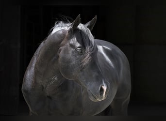 American Quarter Horse, Hengst, 12 Jaar, 154 cm, Zwart