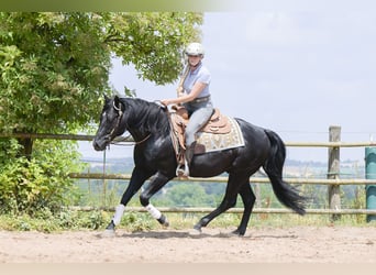 American Quarter Horse, Hengst, 12 Jaar, 154 cm, Zwart