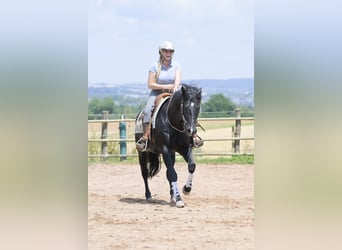 American Quarter Horse, Hengst, 12 Jaar, 154 cm, Zwart