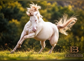 American Quarter Horse, Hengst, 12 Jahre, 150 cm, Champagne