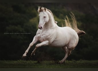 American Quarter Horse, Hengst, 12 Jahre, 152 cm, Champagne