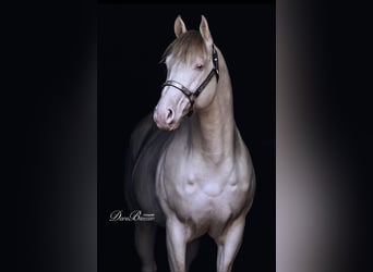 American Quarter Horse, Hengst, 12 Jahre, 152 cm, Champagne
