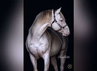 American Quarter Horse, Hengst, 12 Jahre, 152 cm, Champagne
