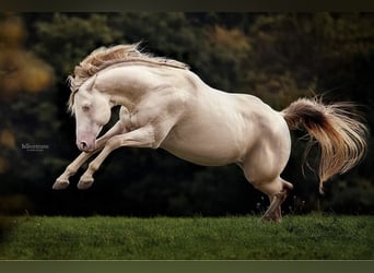 American Quarter Horse, Hengst, 12 Jahre, 152 cm, Champagne