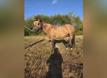 American Quarter Horse, Hengst, 13 Jaar, 146 cm, Buckskin