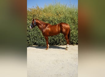 American Quarter Horse, Hengst, 16 Jahre, 152 cm, Dunkelfuchs