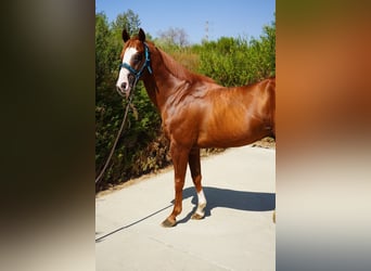 American Quarter Horse, Hengst, 16 Jahre, 152 cm, Dunkelfuchs