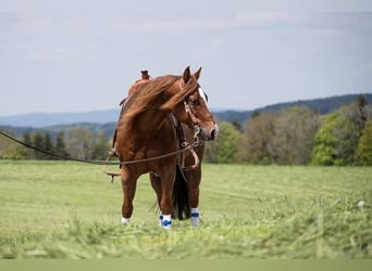 American Quarter Horse, Hengst, 16 Jahre, 152 cm, Fuchs
