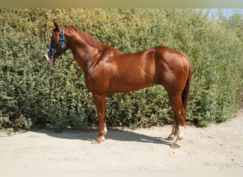 American Quarter Horse, Hengst, 17 Jaar, 152 cm, Donkere-vos