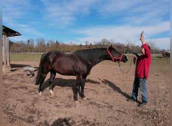 American Quarter Horse, Hengst, 17 Jaar, 152 cm, Zwart