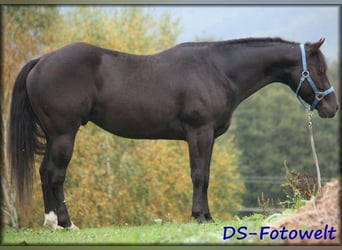 American Quarter Horse, Hengst, 17 Jaar, 152 cm, Zwart