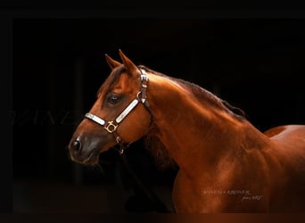 American Quarter Horse, Hengst, 17 Jaar, Vos