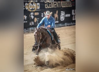 American Quarter Horse, Hengst, 17 Jaar, Vos