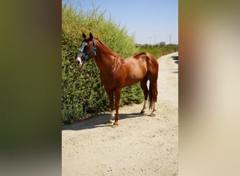 American Quarter Horse, Hengst, 17 Jahre, 152 cm, Dunkelfuchs