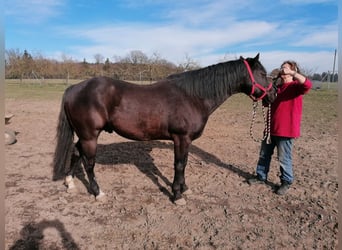 American Quarter Horse, Hengst, 17 Jahre, 152 cm, Rappe